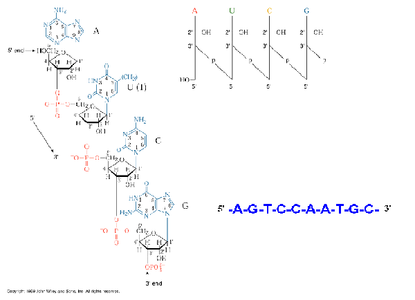 Structure Of Nucleic Acids