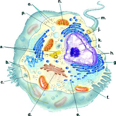 2d animal cell diagram