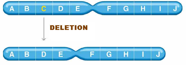 duplication of dna. of DNA. Duplication refers