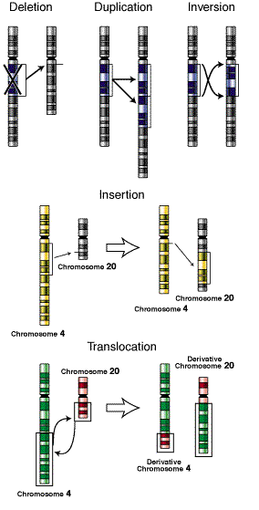 duplication of dna. of DNA undergo changes.